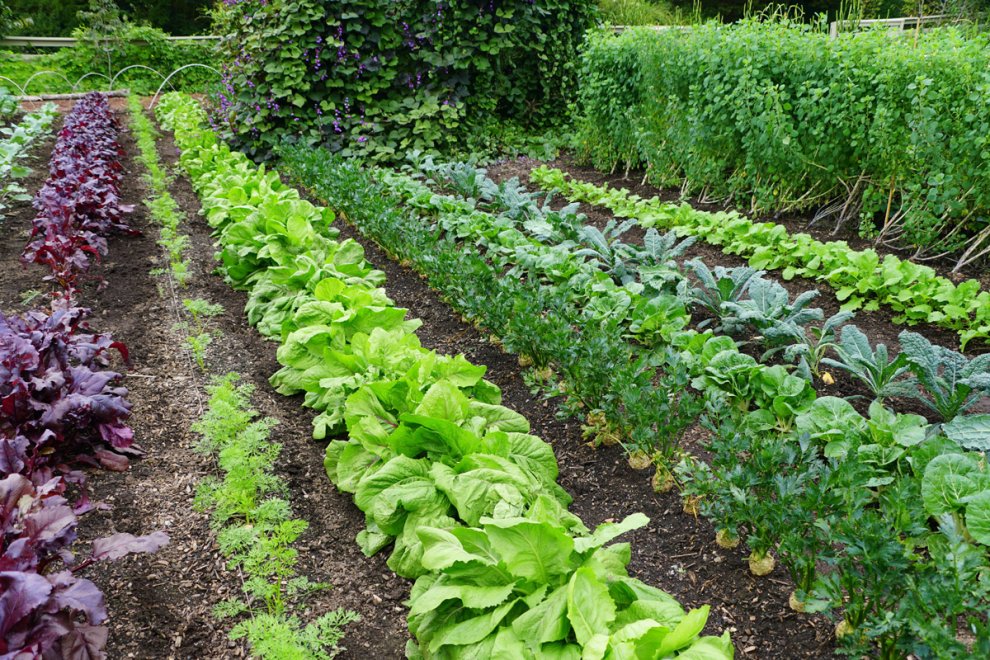 Getting Your Vegetable Garden Ready for Fall
